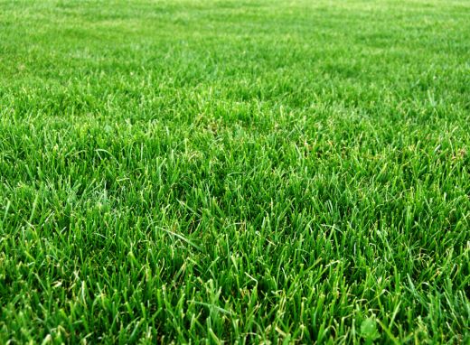 Proper Care For Your Grass Type Weed A Way Lawn Care