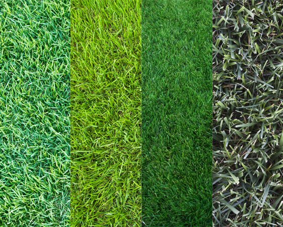 Proper Care for Your Grass Type | Weed-A-Way Lawn Care