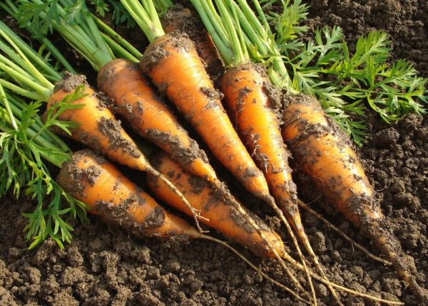 The Best Garden Soil For Growing Carrots