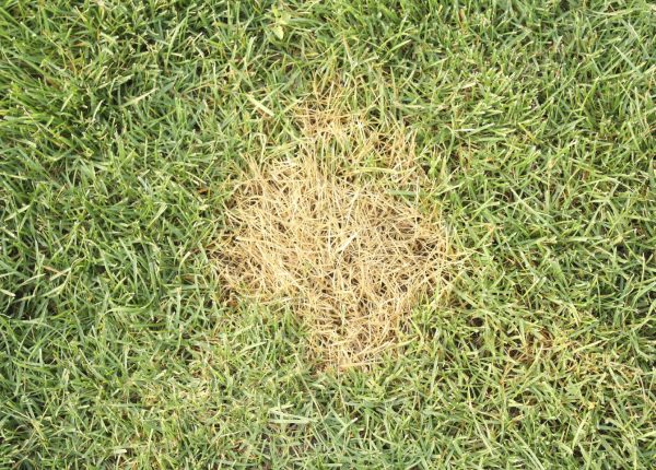 Main Causes of Lawn Browning