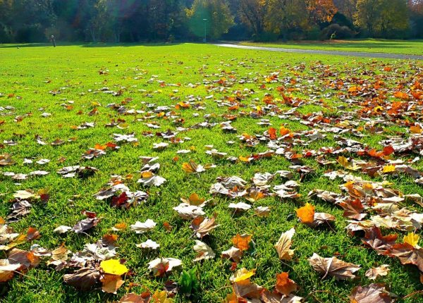 The Benefits of Fall Fertilizing