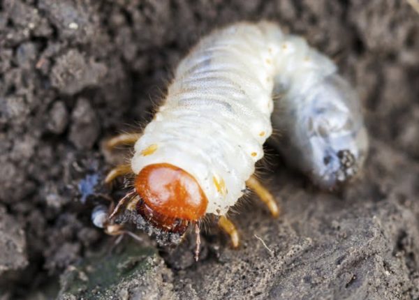 Does Your Lawn Have Grubs?