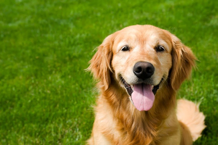 A six year old Golden Retriever sitting in the grass looking at the camera, showing a little grey around the eyes "Dutchess"