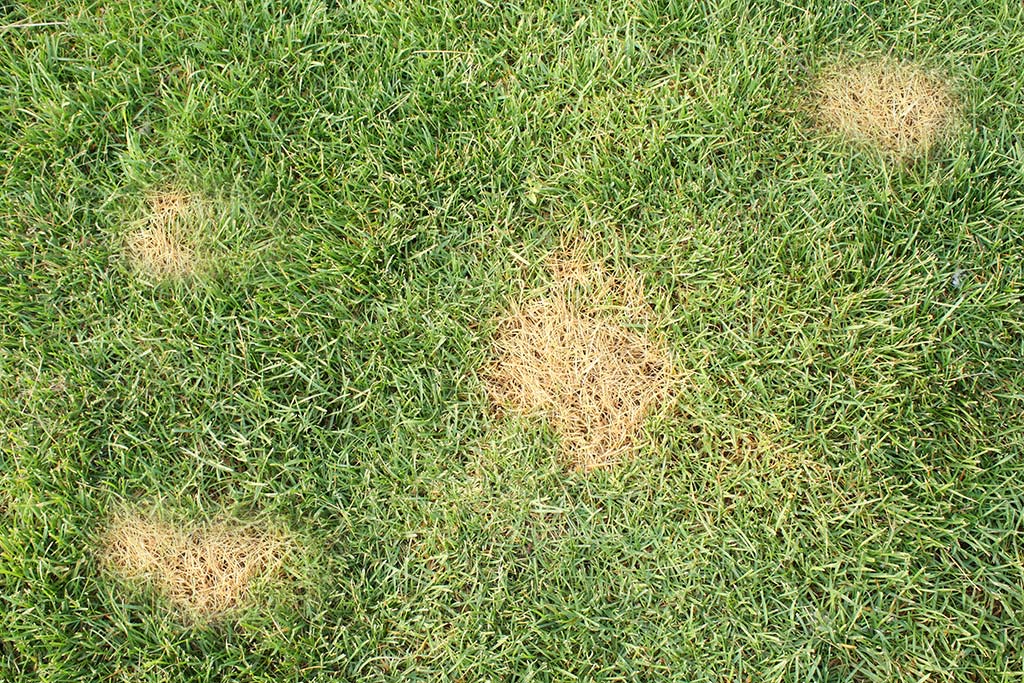 Damaged grass in need of overseeding and core aeration