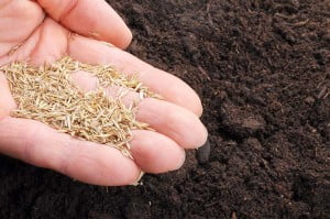 grass seeds in hand with black soil