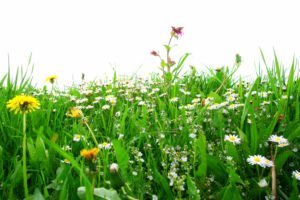 lawn maintenance weed control