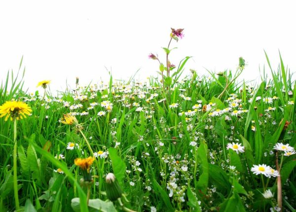 Weed Control: Everything You Need To Know