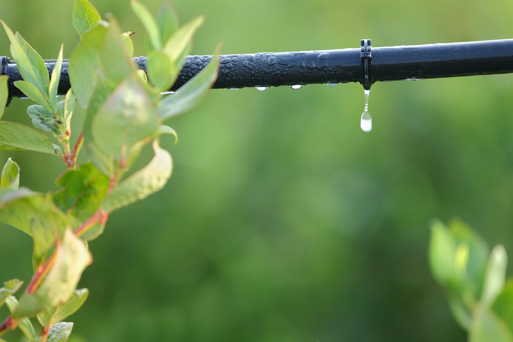 drip irrigation in garden