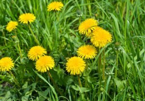weed prevention for dandelions