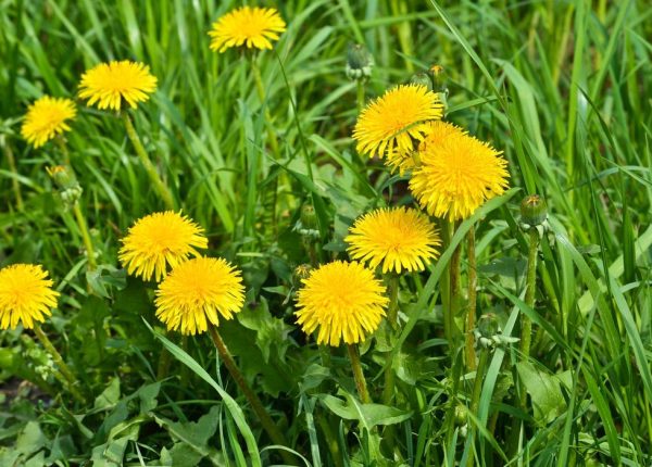 Weed Control Prevention and Maintenance