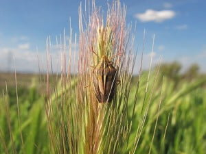 chinch bug in grass