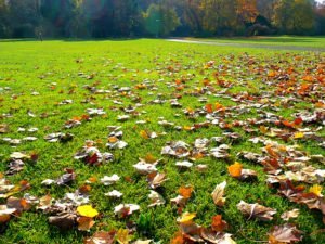 Fall lawn maintenance tips