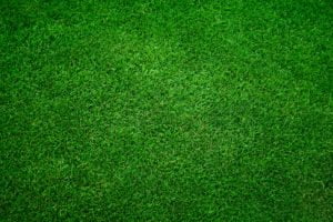 Lawn overseeding treatment for a healthy green grass in Greater Toronto Area