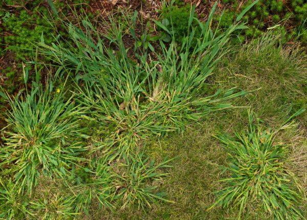 What is Crabgrass and How Do You Control It?
