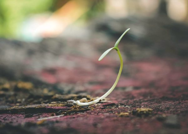 When Is the Right Time for Lawn Overseeding?