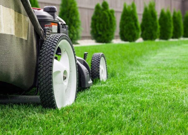 7 Lawn Care Tips for Complete Beginners
