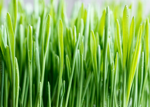 9 Lawn Maintenance Tips for Year-Round Green Grass