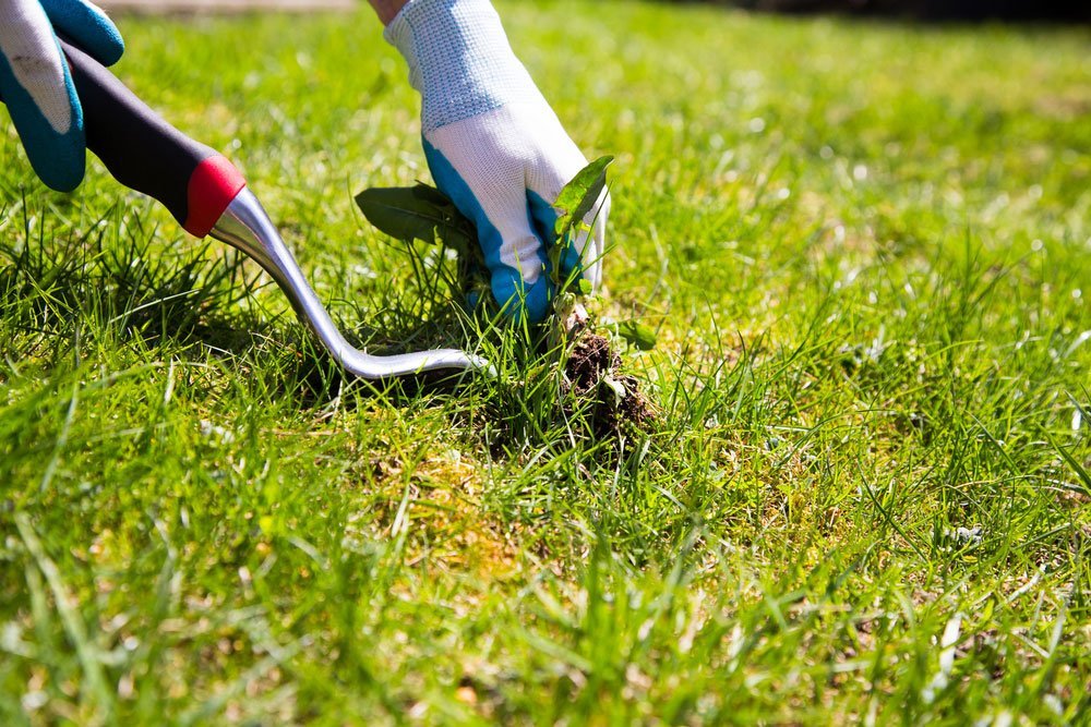 How Soon After Spraying Weeds Can I Mow: Best Practices