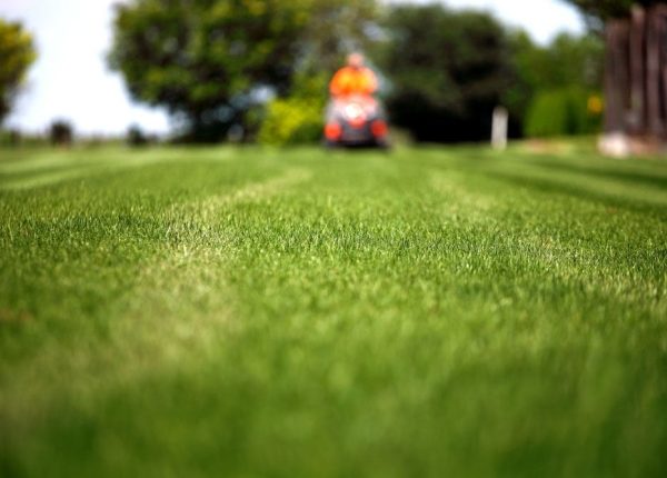 The 7 Best Lawn Care Tips for 2020