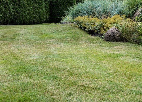 How to Restore a Lawn