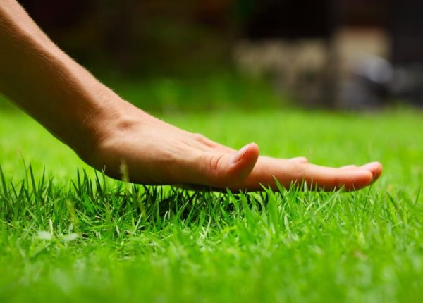 Lawn Care Tips for Beginners