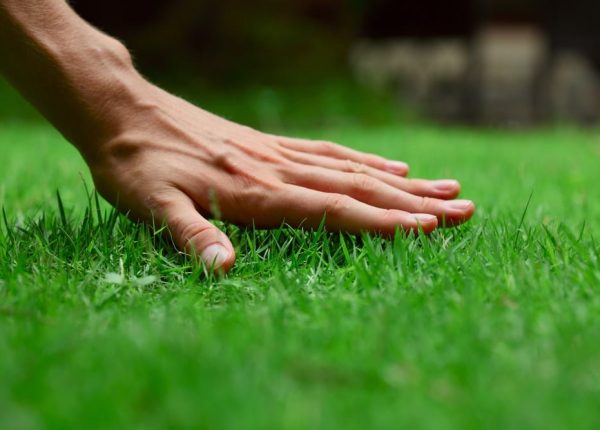 Mississauga Lawn Care: 4 Tips for the Best Lawn in Your Neighborhood