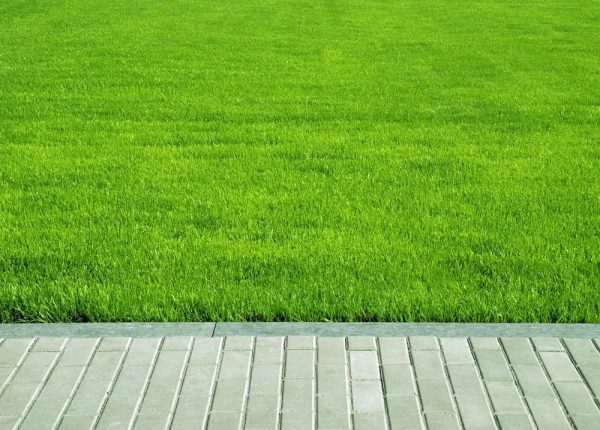 When Should You Reseed a Lawn?