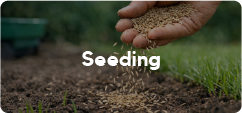 Seeding
