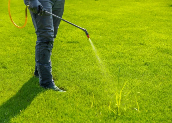 Professional Weed Control Services in Brampton | Keep Your Lawn Healthy with Weedaway