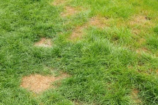 How to Fix Patchy Grass with Lawn Seeding in Brampton
