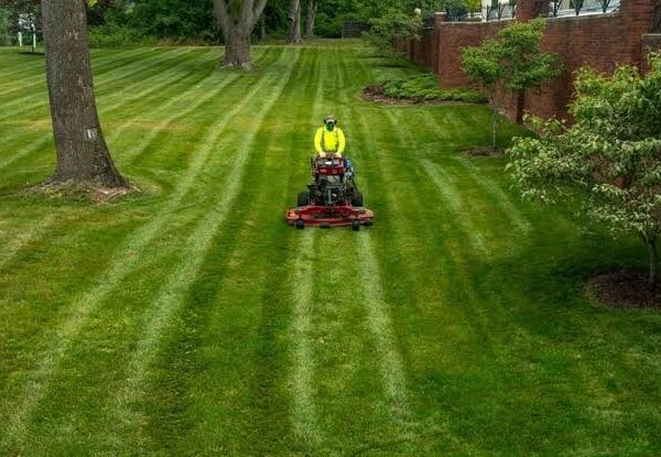 How Often Should You Mow Your Lawn in Hamilton? Expert Lawn Care Tips