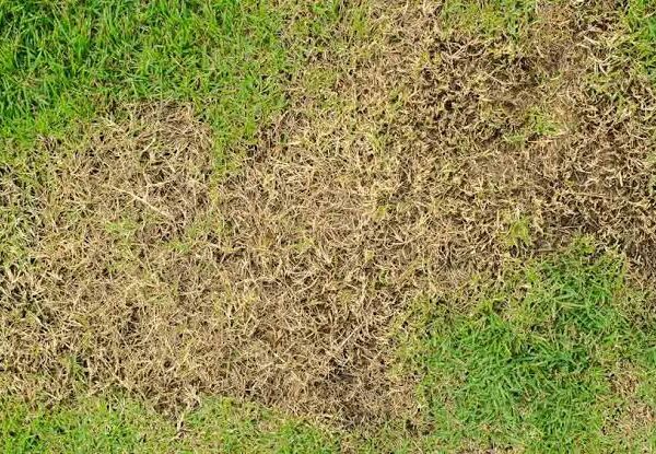  What Are Chinch Bugs? How to Determine If You Have Chinch Bug Damage in Mississauga & the Best Surface Insect Control Solution