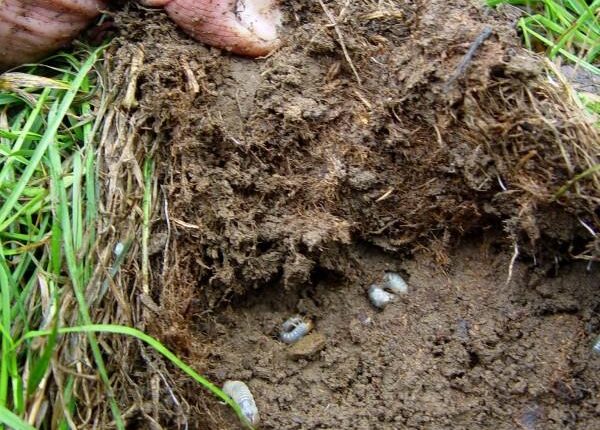 Why store bought grub control doesnt work, require proffesional nematode treatment