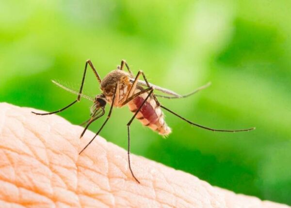 DIY vs. Professional Mosquito Control Service in Hamilton: Which Is More Effective?