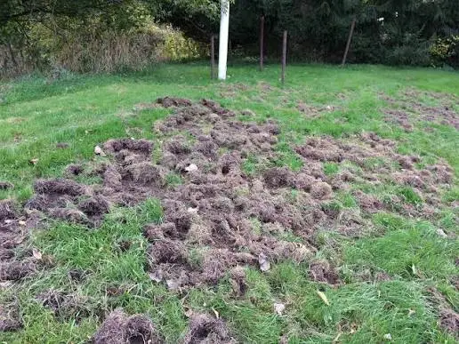 Why Store-Bought Grub Control Often Falls Short — And When Professional Nematode Treatment Helps