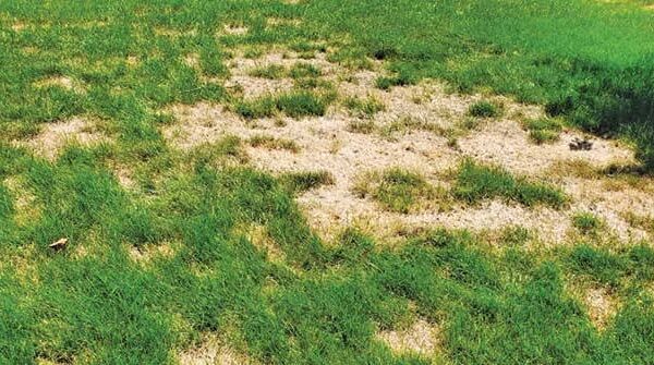  What Are Chinch Bugs? How to Determine If You Have Chinch Bug Damage in Mississauga & the Best Surface Insect Control Solution