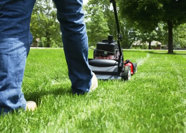 What to Expect from Professional Lawn Care Services in Oakville