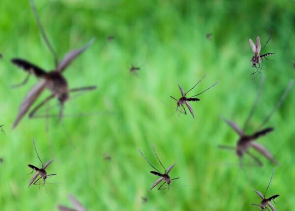The Benefits of Choosing a Professional Mosquito Control Service in Georgetown