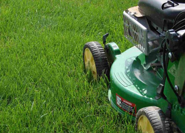 Why Professional Lawn Care Is Important for Healthy Lawns in Milton