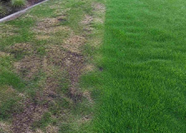 Common Lawn Problems in Guelph and How Professional Lawn Care Can Help