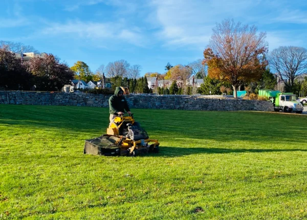Why Professional Lawn Care Is Important for Healthy Lawns in Milton