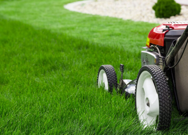 How Professional Lawn Care Services Keep Georgetown Lawns Healthy All Season